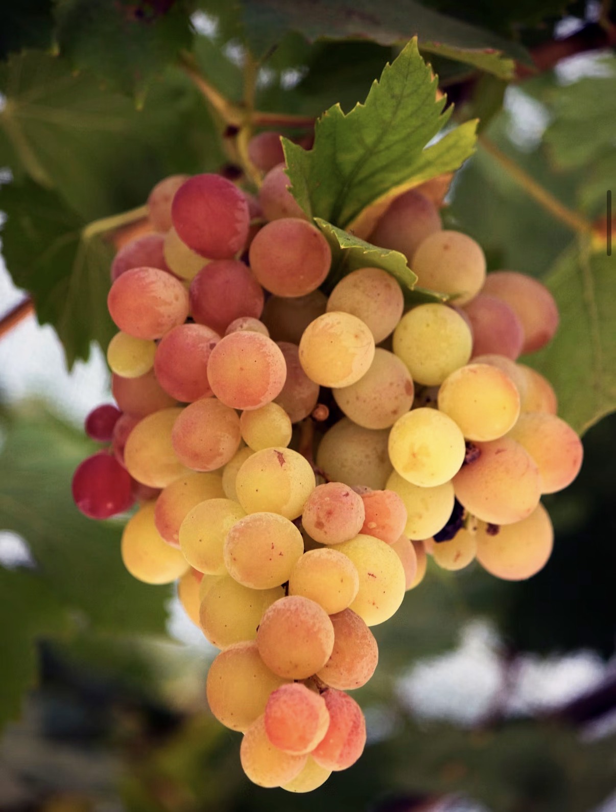 How Amber Wine Is Actually Made