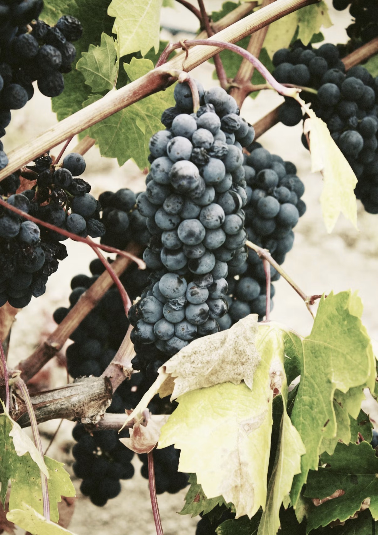 Georgian Red Wine Beyond Saperavi