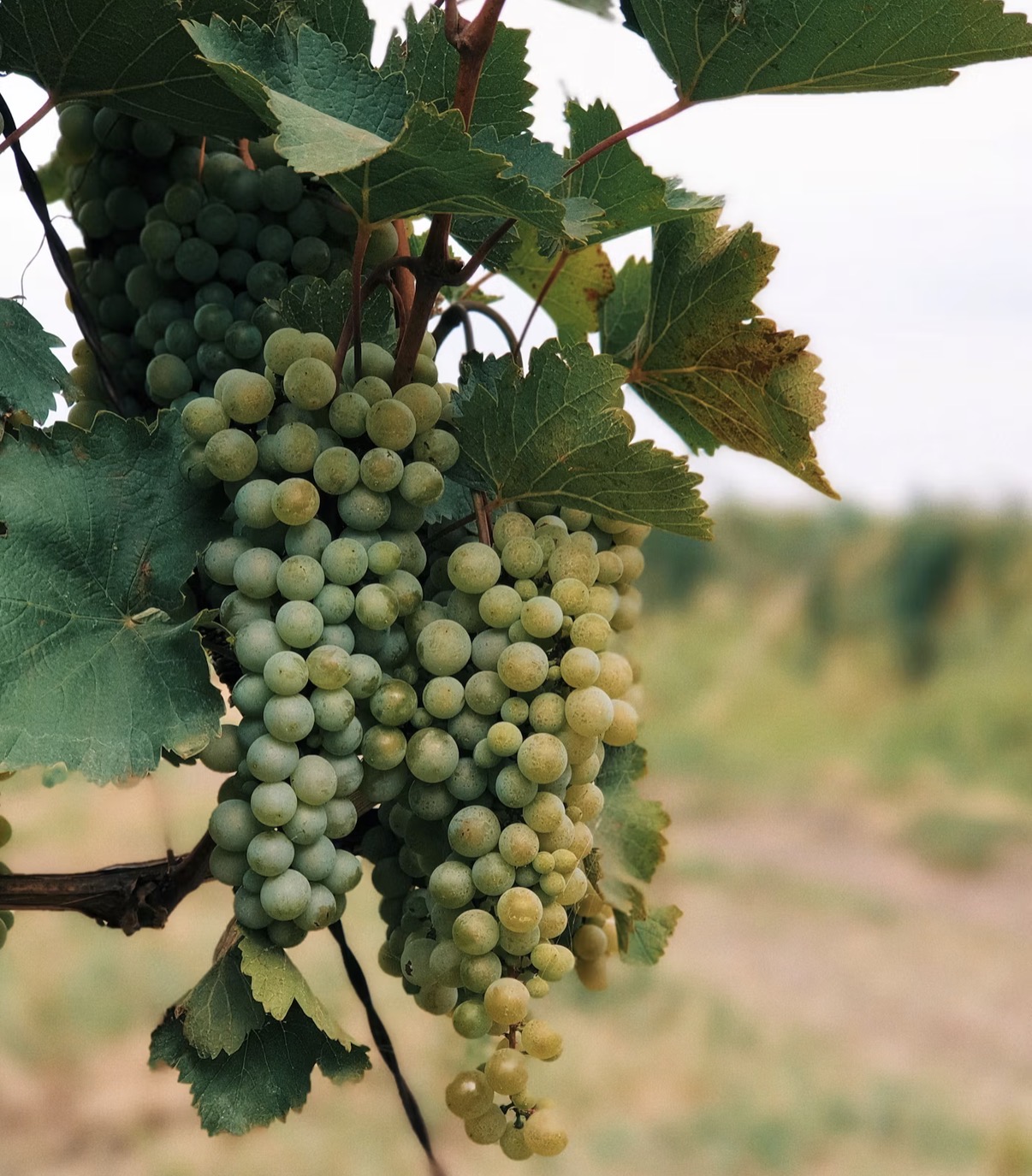 Saperavi: The Georgian Grape America Has Been Waiting For