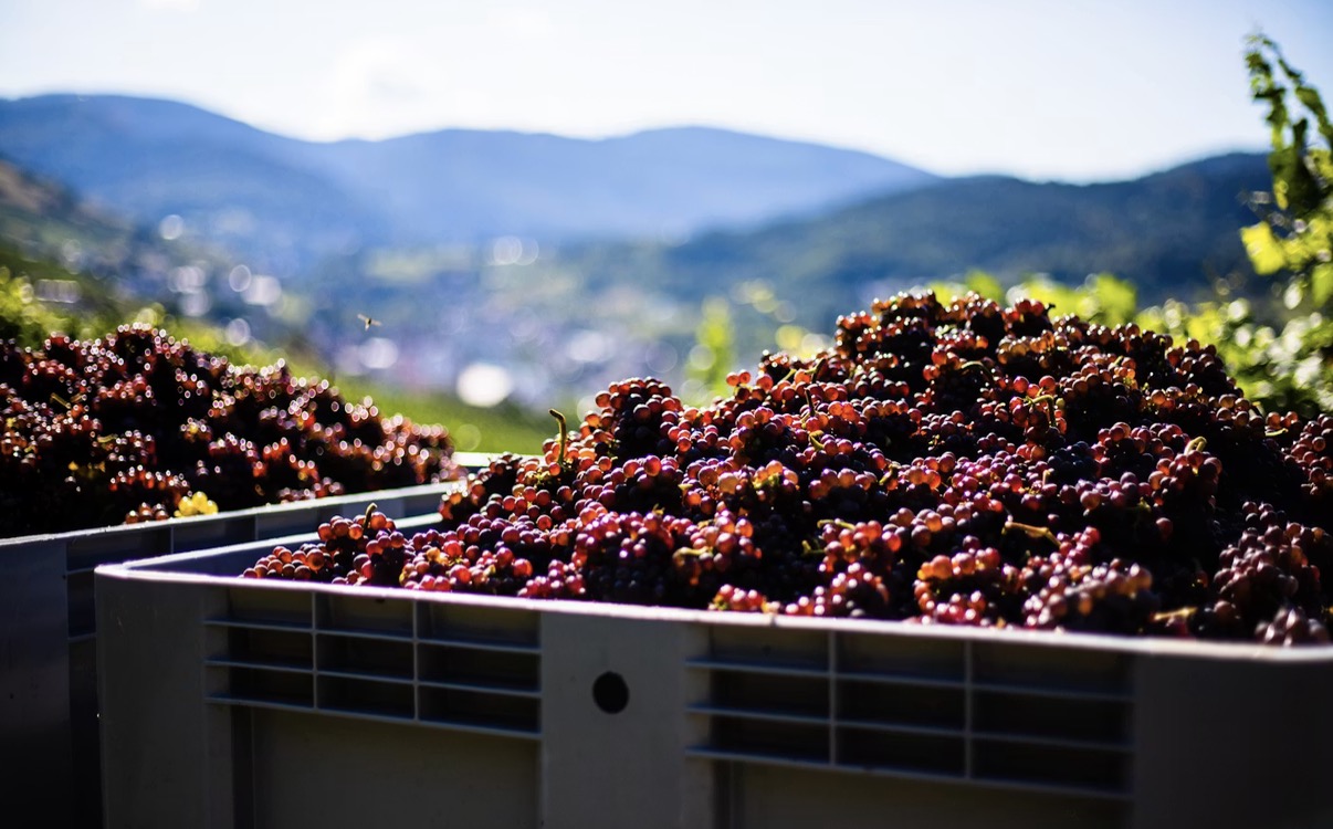 The Real Timeline for Getting Georgian Wine onto American Shelves