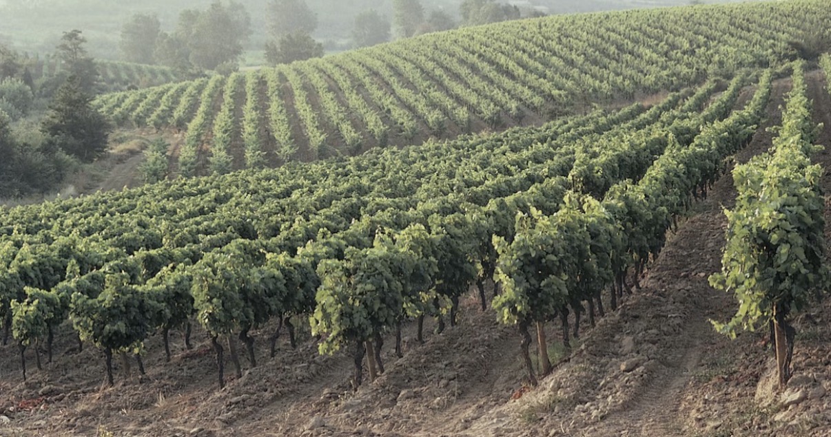 525 Grapes: A Field Guide to Georgia's Indigenous Varieties