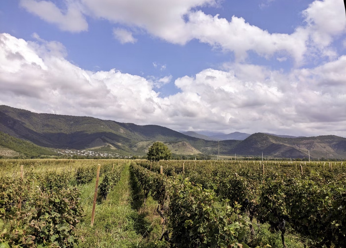How American Wine Importers Actually Choose New Producers