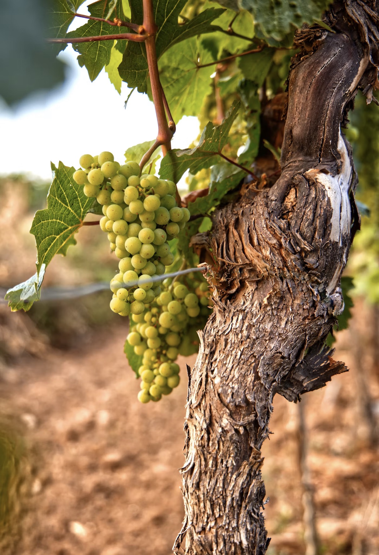 Georgian White Wine: More Than Amber