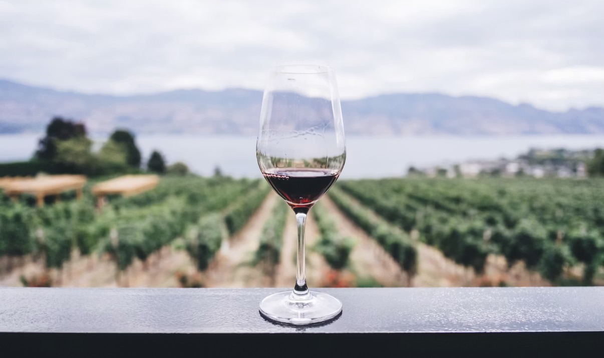 Glass of red wine overlooking vineyard rows