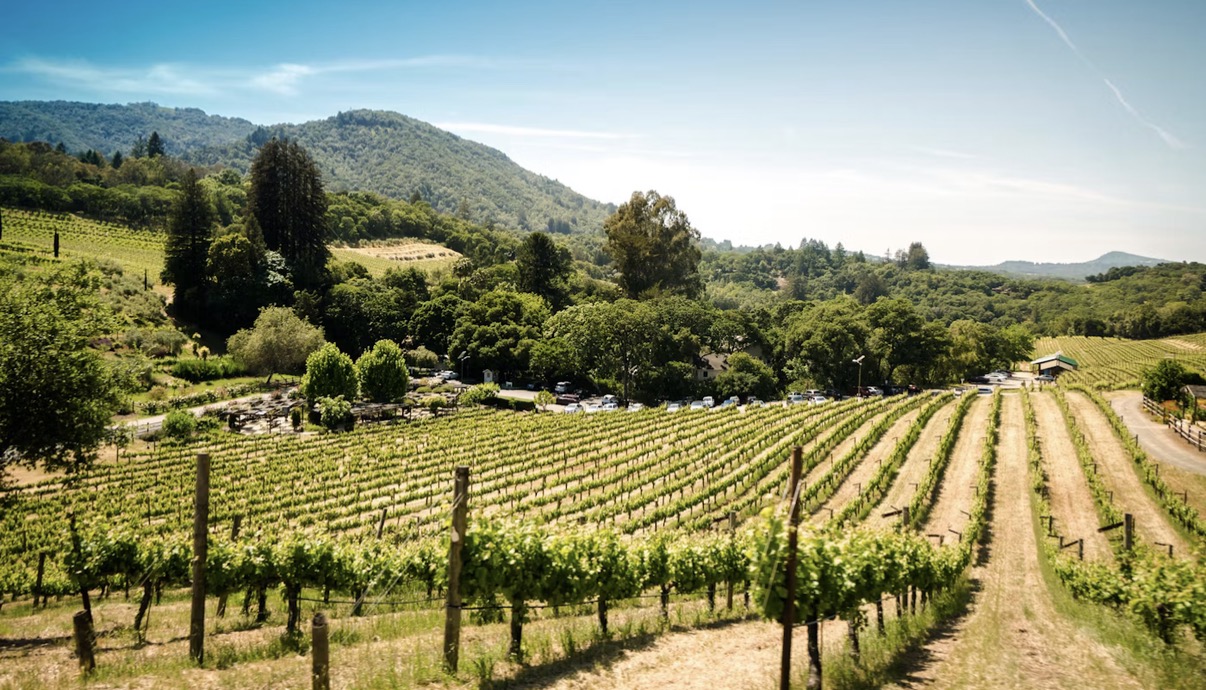 Why Georgian Wineries Fail to Break Into the US Market